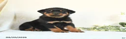 Rottweiler dogs for sale: Chip - Ad 4