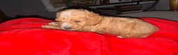 Toy Poodle dogs for sale: Toy Poodle Puppy 1 - Ad 4