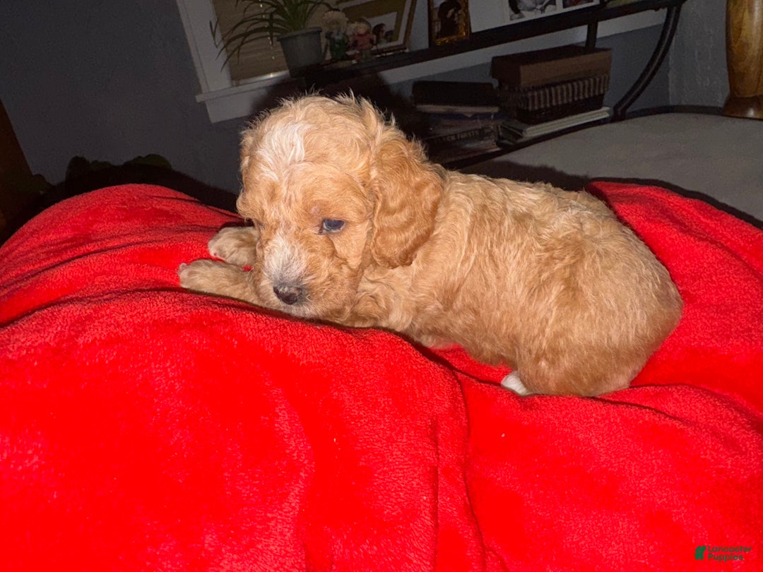 Toy Poodle dogs for sale: Toy Poodle Puppy 1 - Ad 4