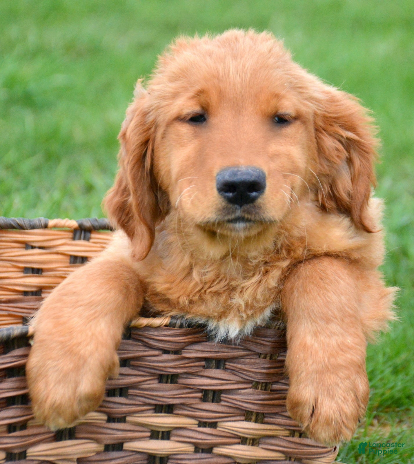 Golden Retriever dogs Golden Retriever Galin - Ad 36