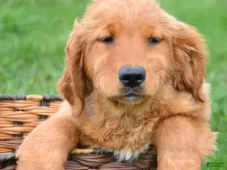 Golden Retriever dogs Golden Retriever Galin - Ad 36