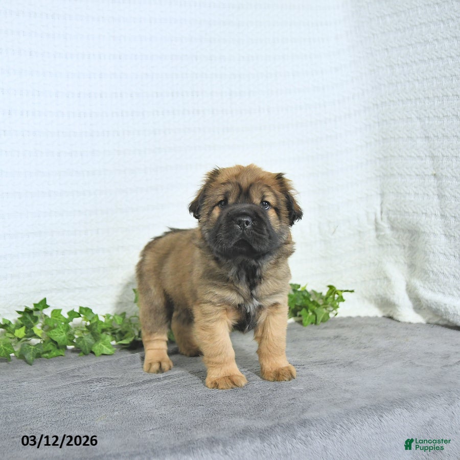 Mini Hippo dogs Carl - Ad 1