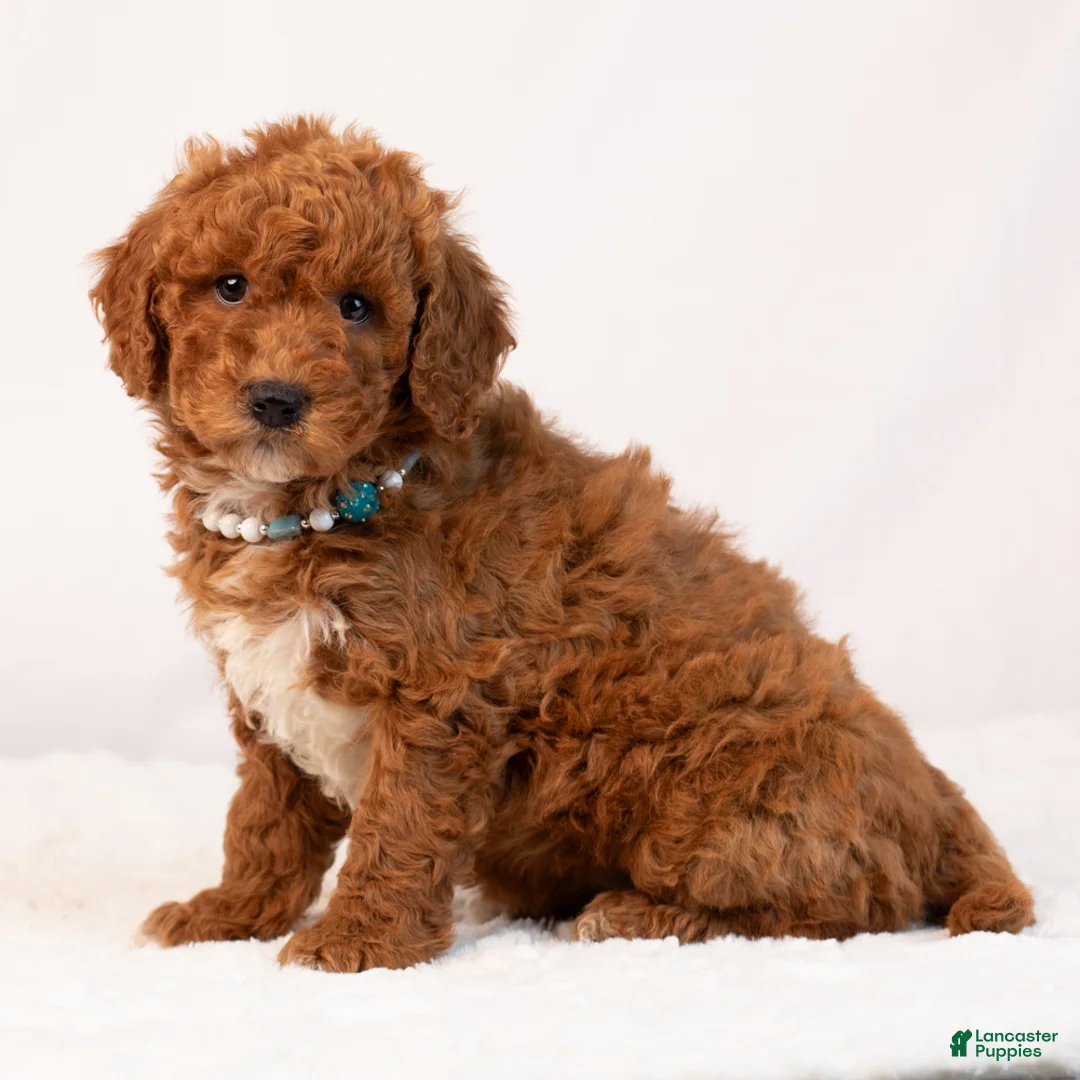 Mini Goldendoodle dogs for sale: Blair - Ad 2