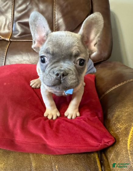 French Bulldog dogs French Bulldog Boy - Ad 2