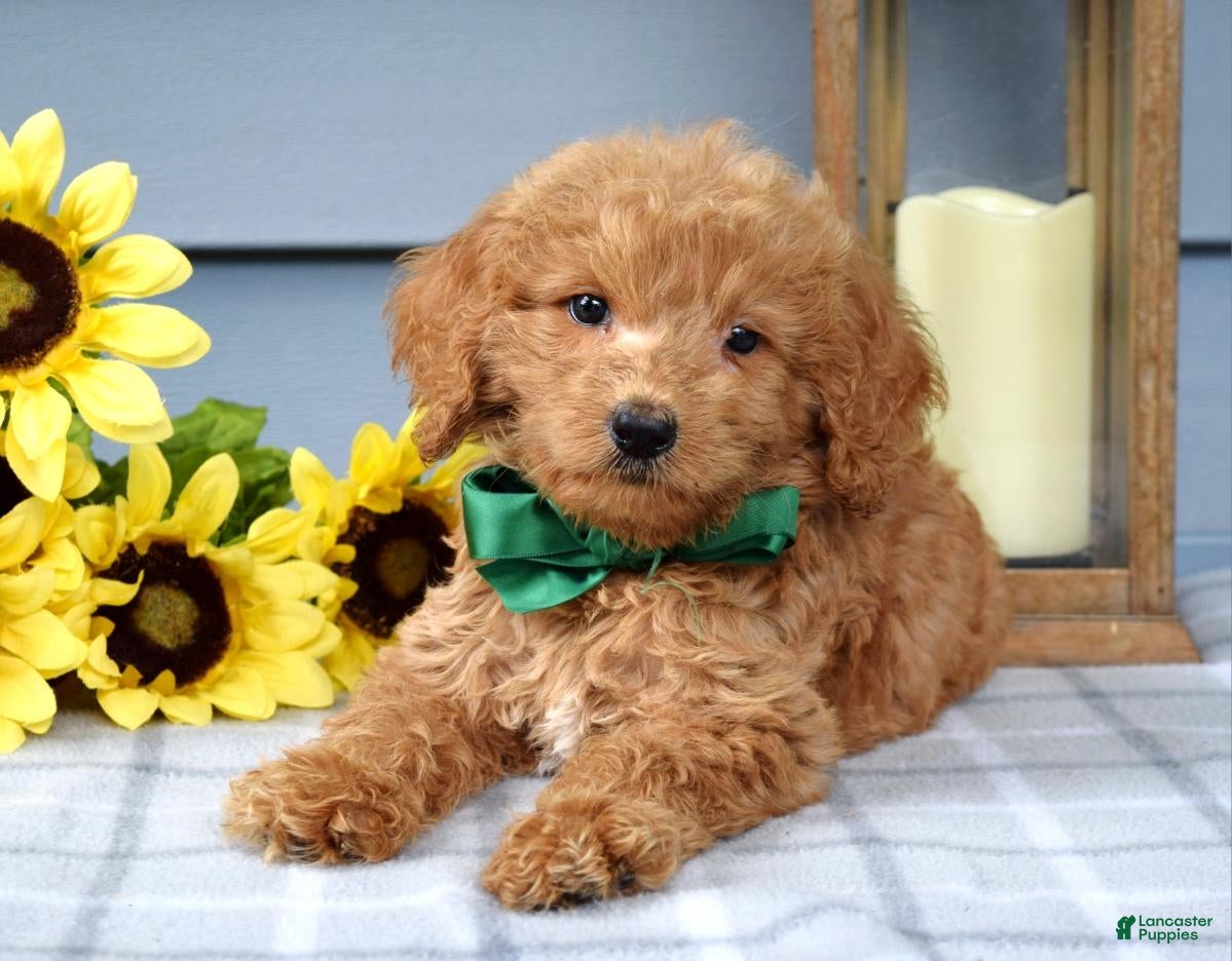 Goldendoodle dogs Finn - Ad 2