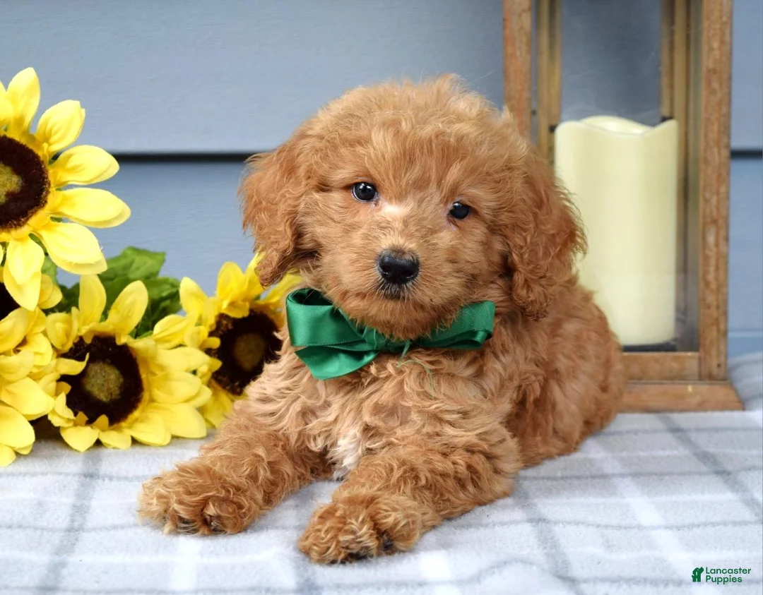 Goldendoodle dogs for sale: Finn - Ad 2