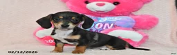 Miniature Dachshund dogs for sale: Ivy - Ad 2