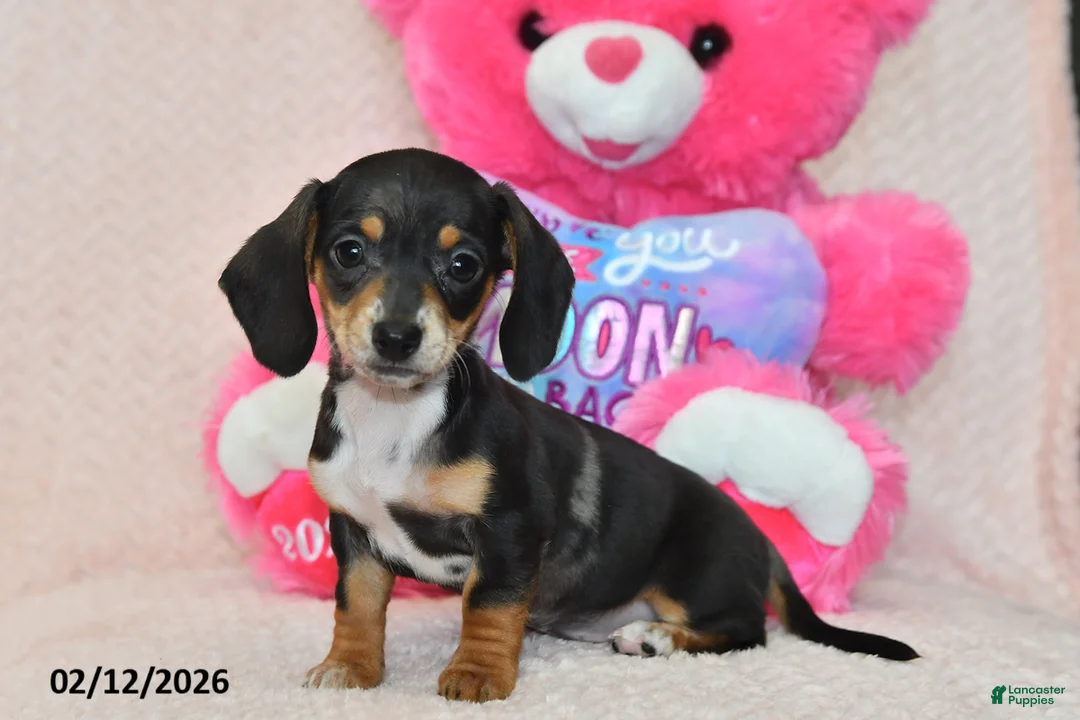 Miniature Dachshund dogs for sale: Ivy - Ad 2