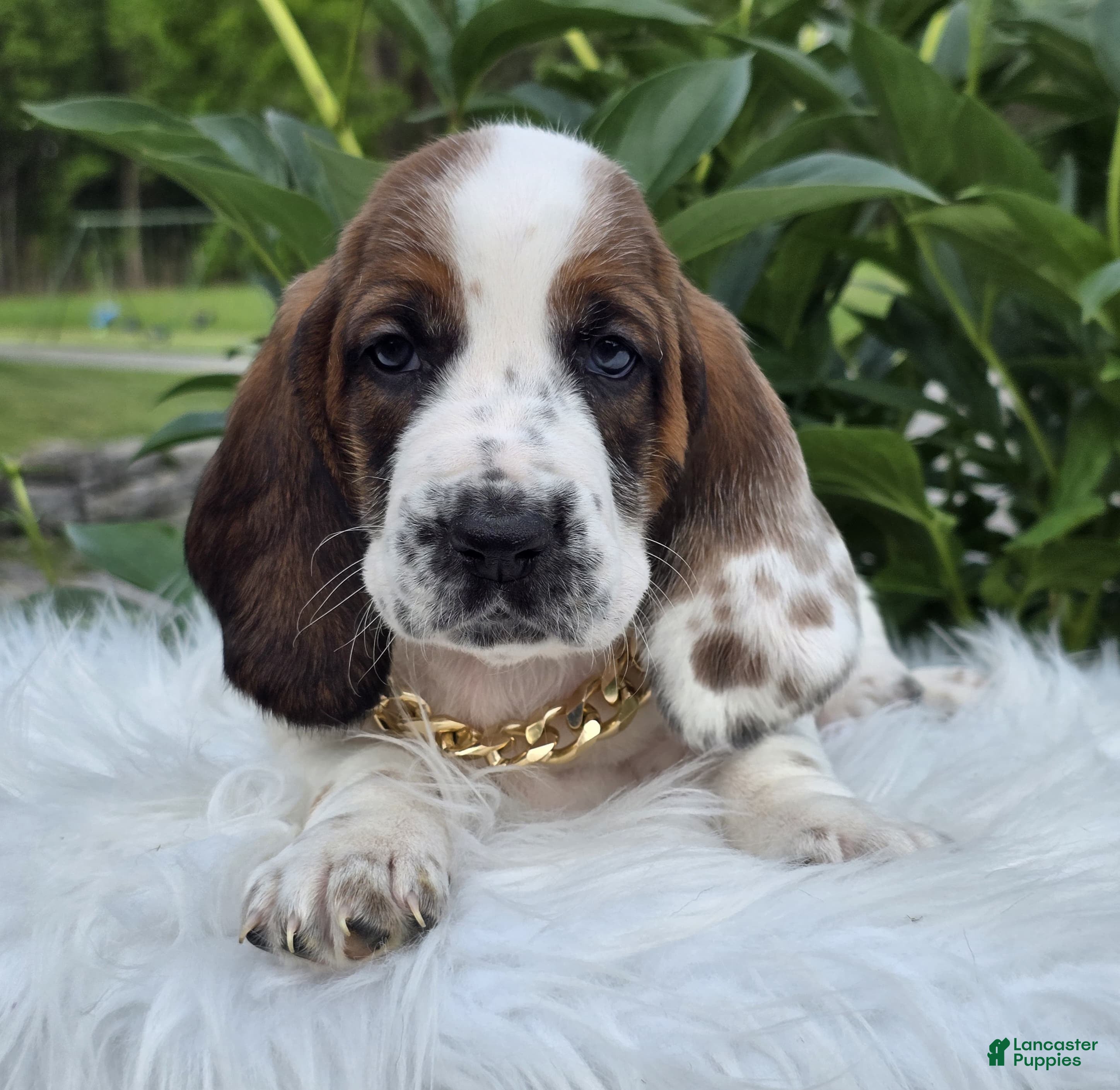 Basset Hound dogs for sale: Winston - Ad 1
