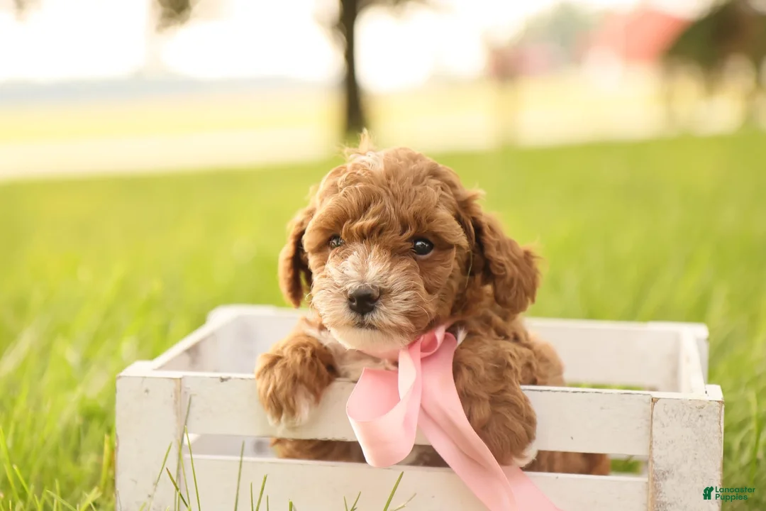 Toy Poodle dogs for sale: Skittles - Ad 3