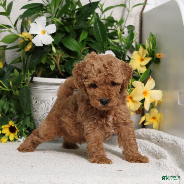 Mini Goldendoodle dogs for sale: Victor - Ad 2