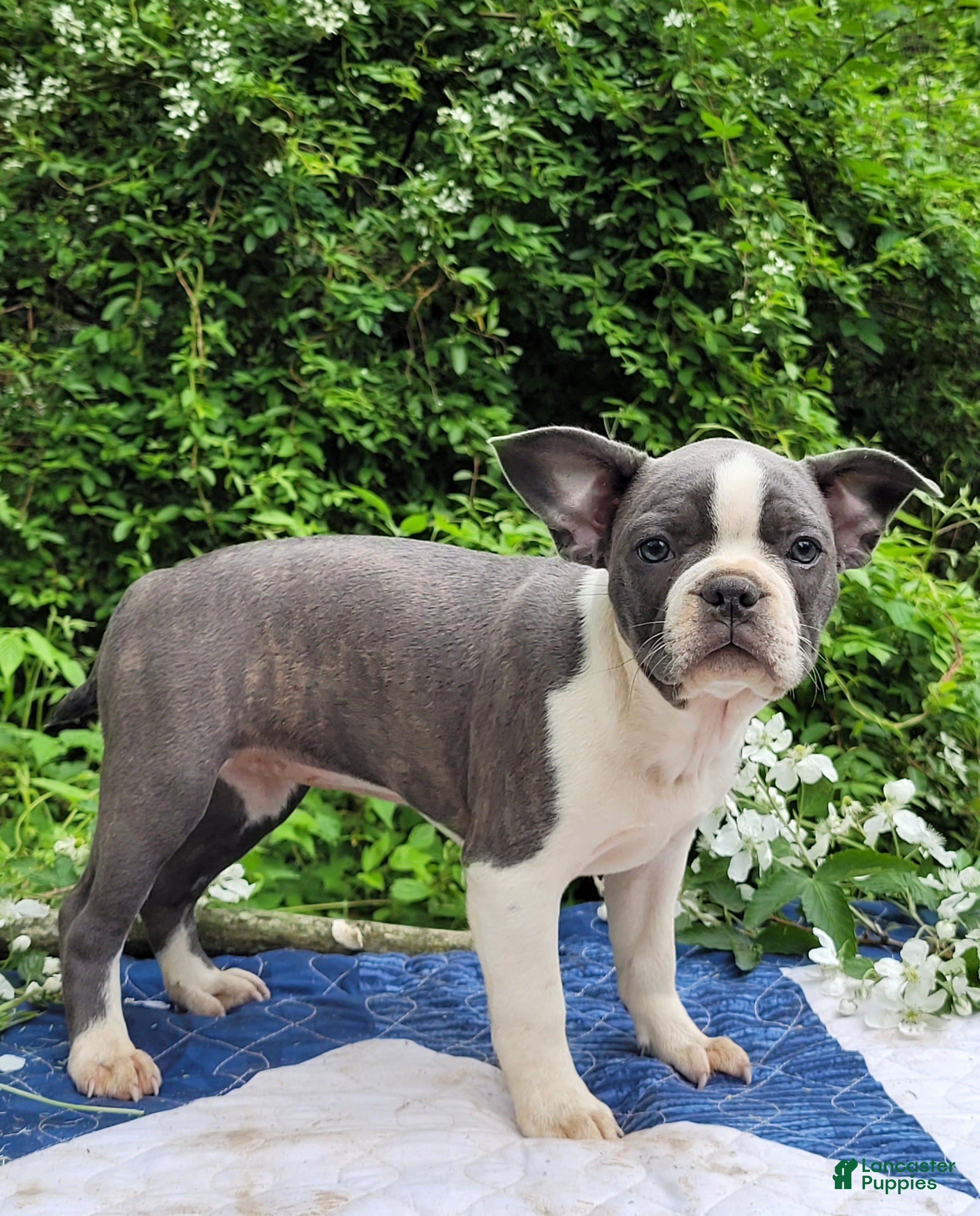 Frenchton dogs Oli Pop - Ad 1