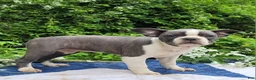 Frenchton dogs for sale: Oli Pop - Ad 1