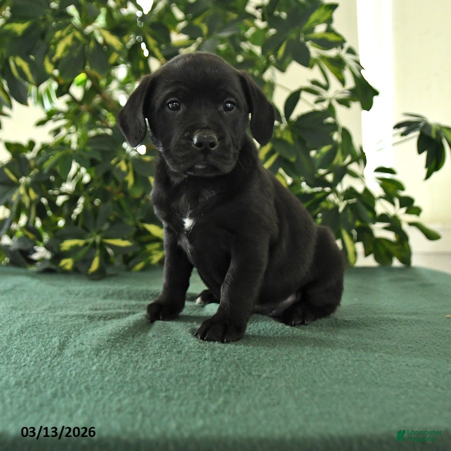 Mixed Breed dogs Monty - Ad 1