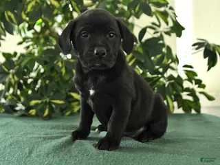 Mixed Breed dogs for sale: Monty - Ad 2