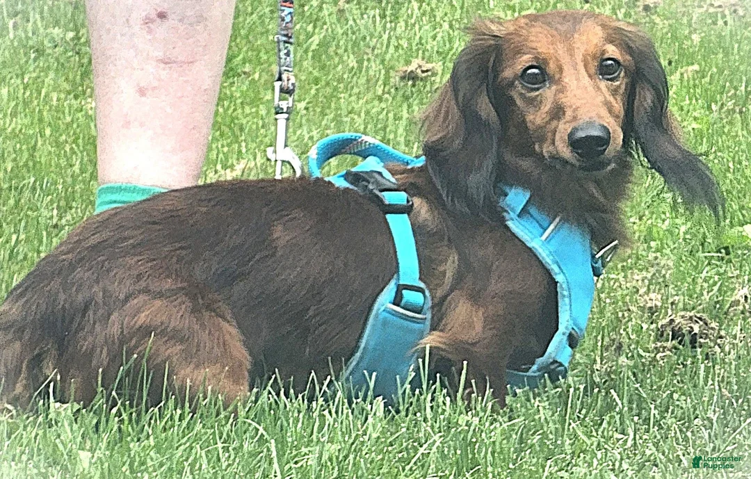 Miniature Dachshund dogs for sale: Miniature Dachshund Piebald (Yoshi) - Ad 6