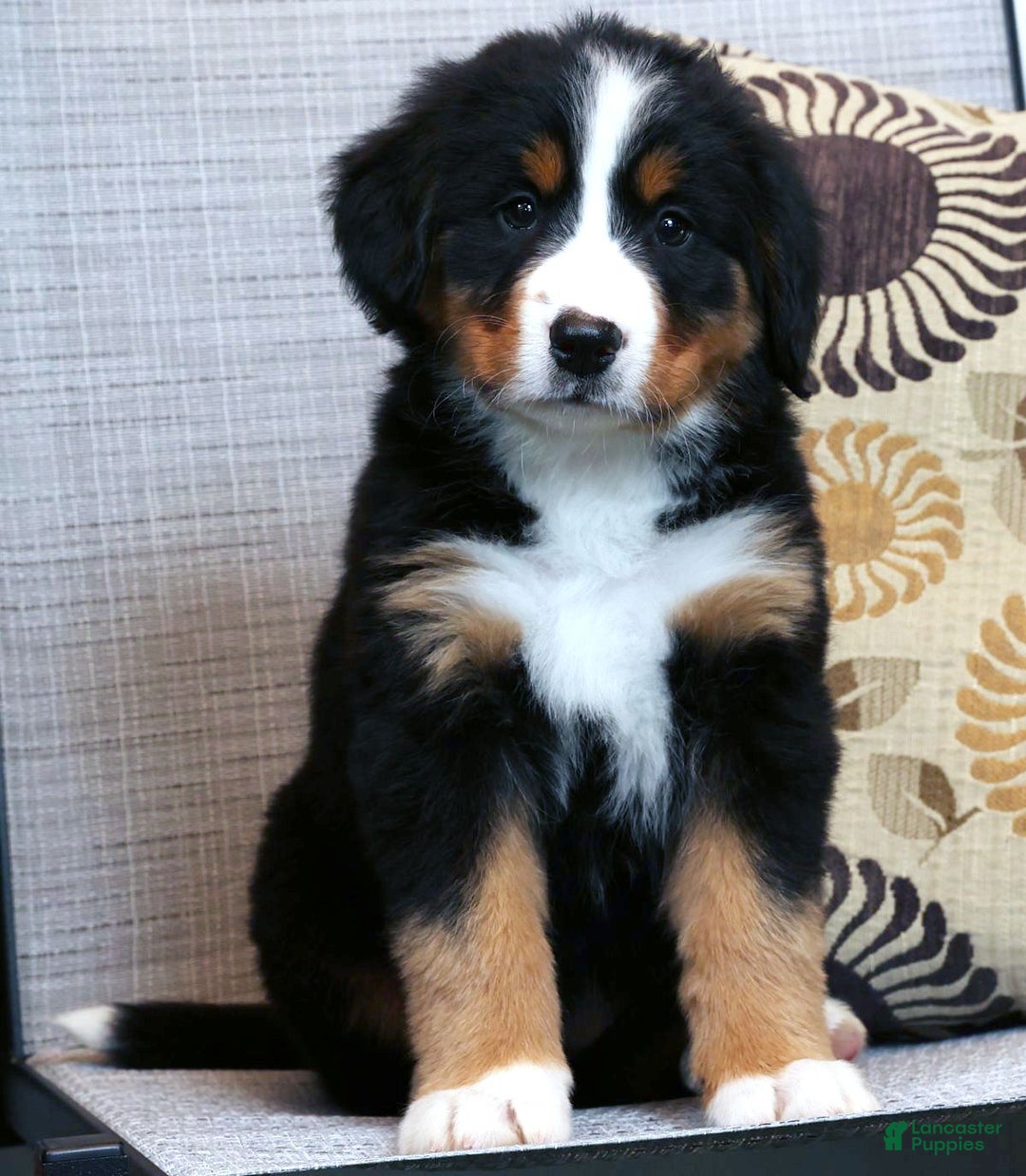 Bernese Mountain Dog dogs for sale: Julie - Ad 2
