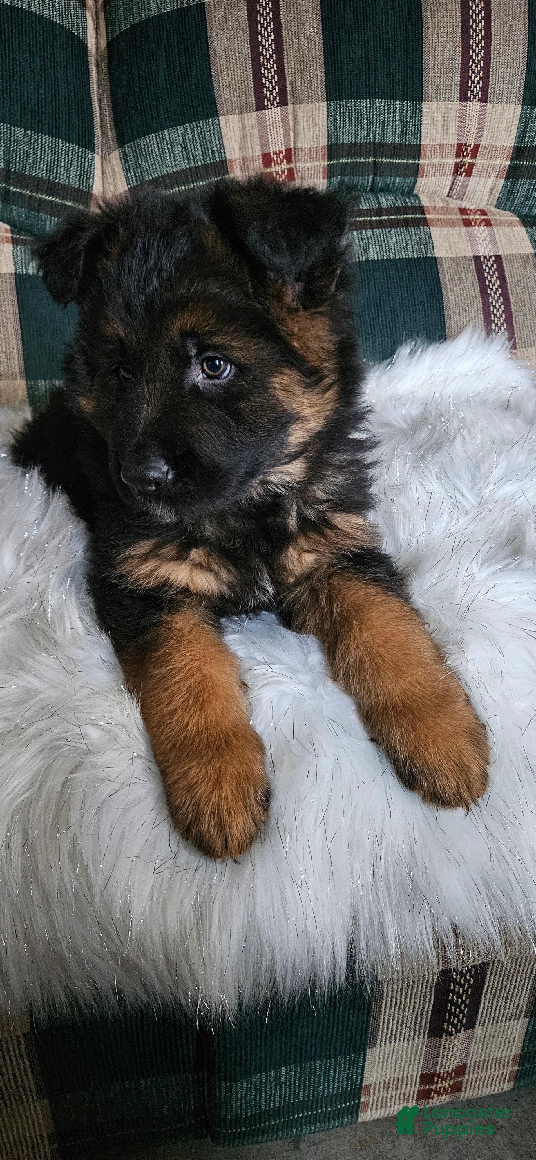 German Shepherd dogs Rocky - Ad 1