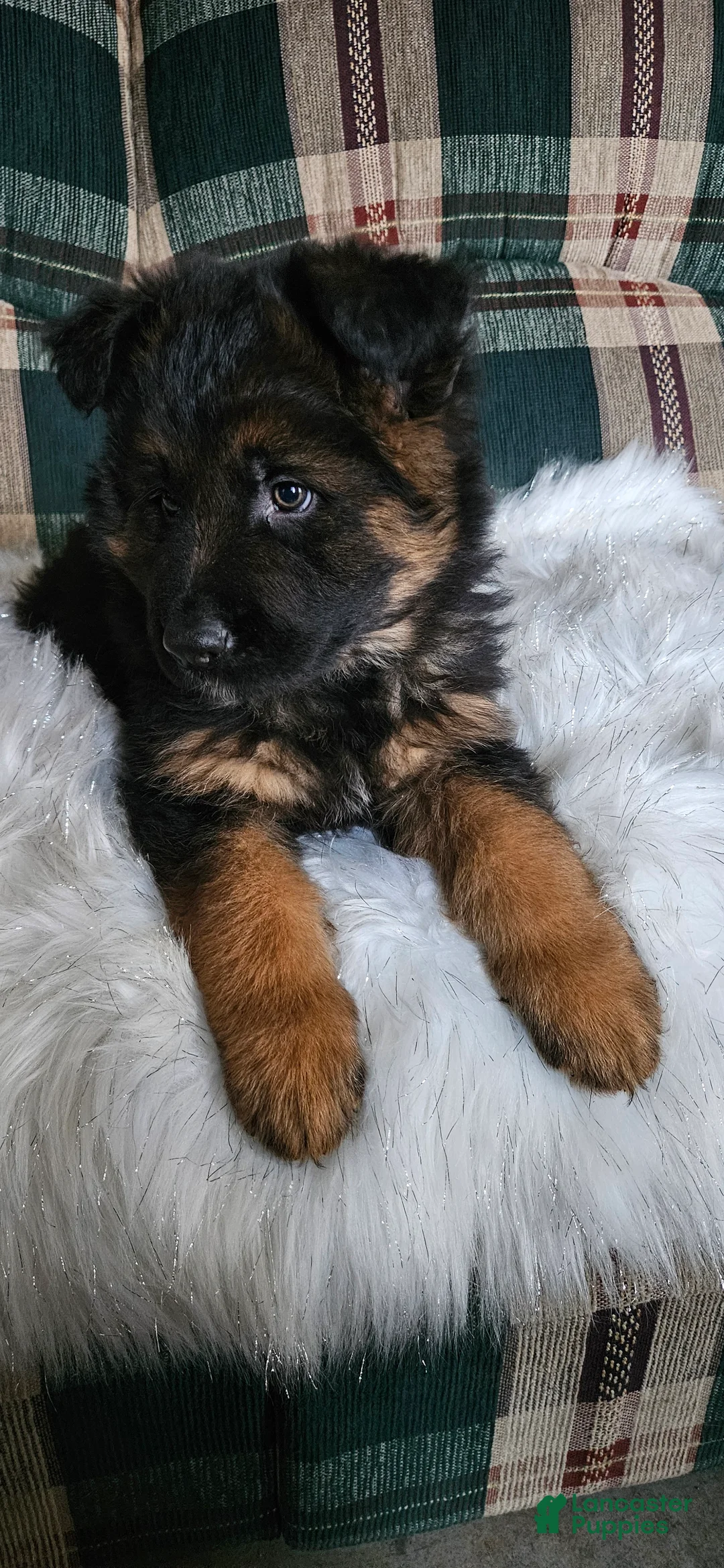 German Shepherd dogs for sale: Rocky - Ad 1
