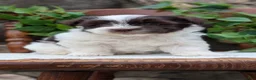 Havanese dogs for sale: Namor - Ad 10