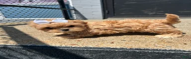 Cavapoo 5