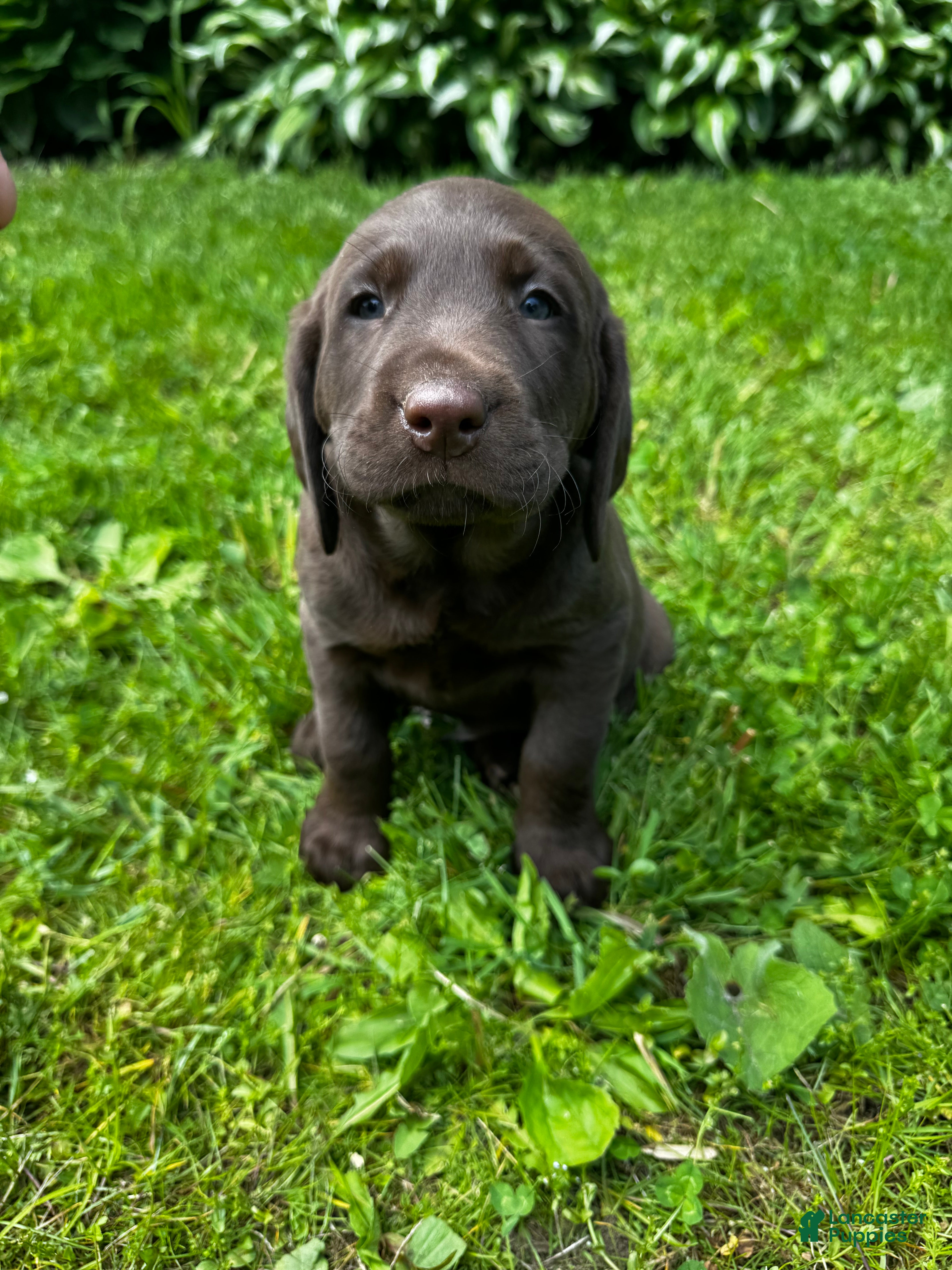 Labrador Retriever dogs Marcel - Ad 18