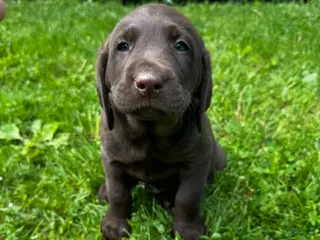 Labrador Retriever dogs Marcel - Ad 25
