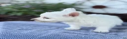 West Highland Terrier dogs for sale: Bandit - Ad 15