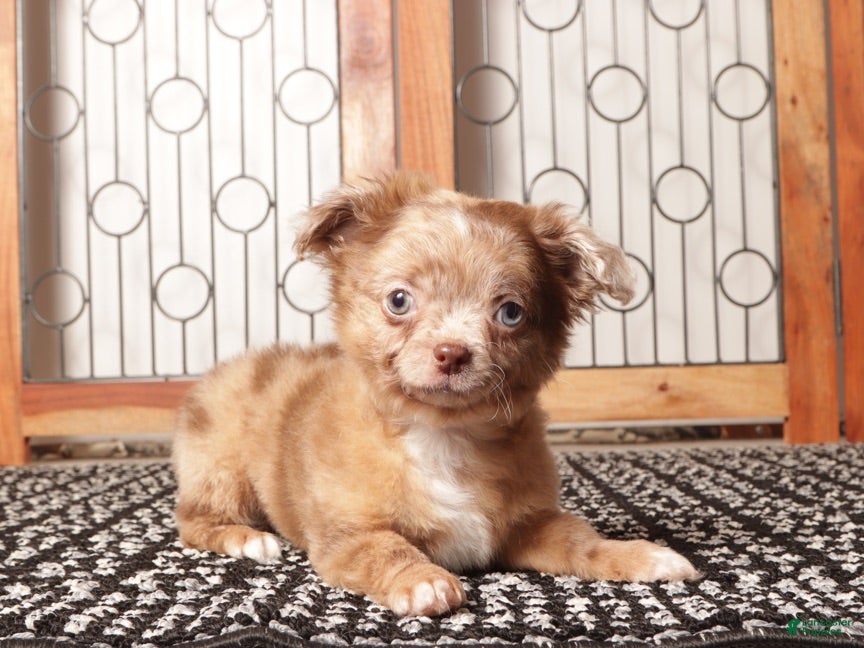 Chihuahua dogs Peter Chocolate Merle Long Hair Chihuahua  - Ad 1