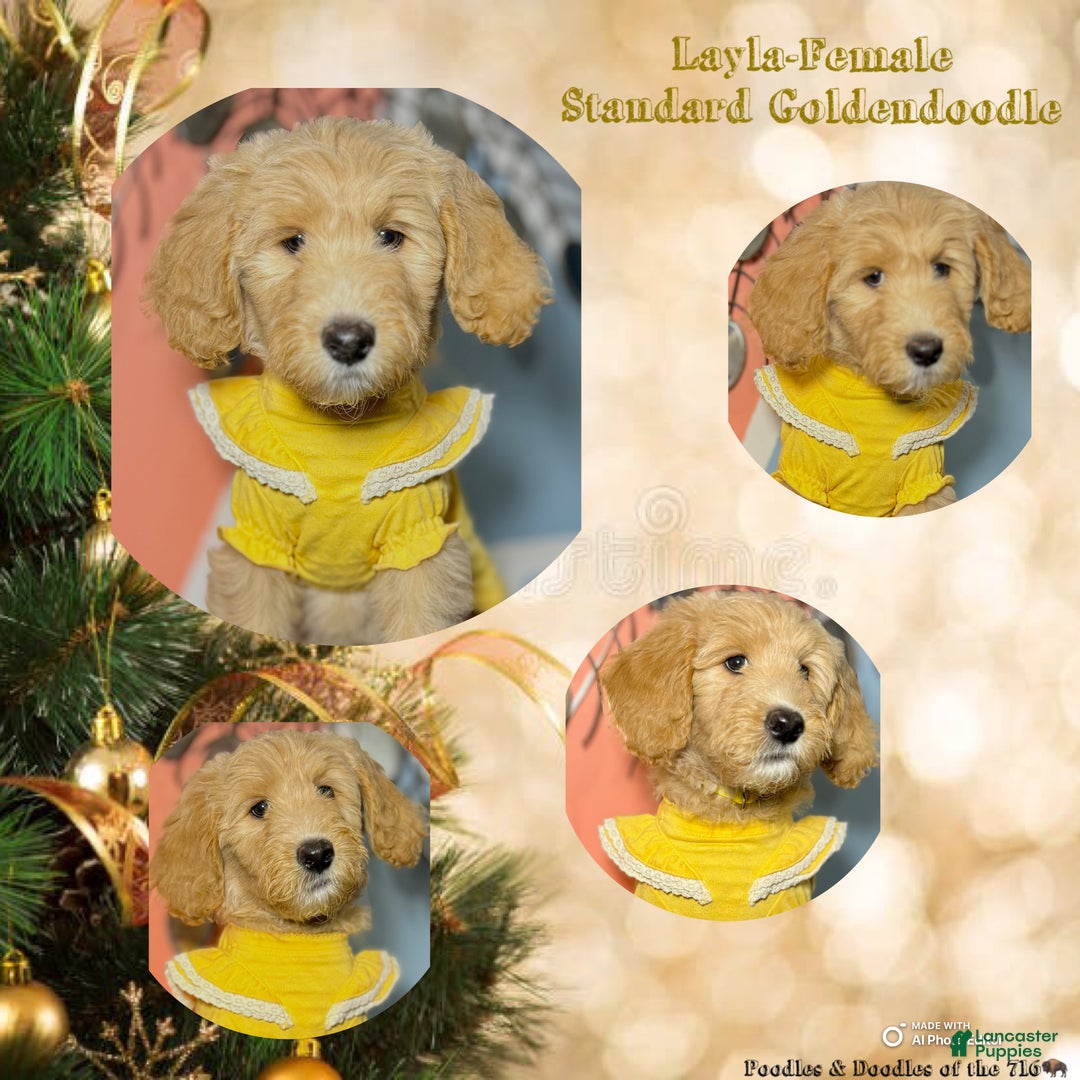 Goldendoodle dogs for sale: Lily - Ad 10