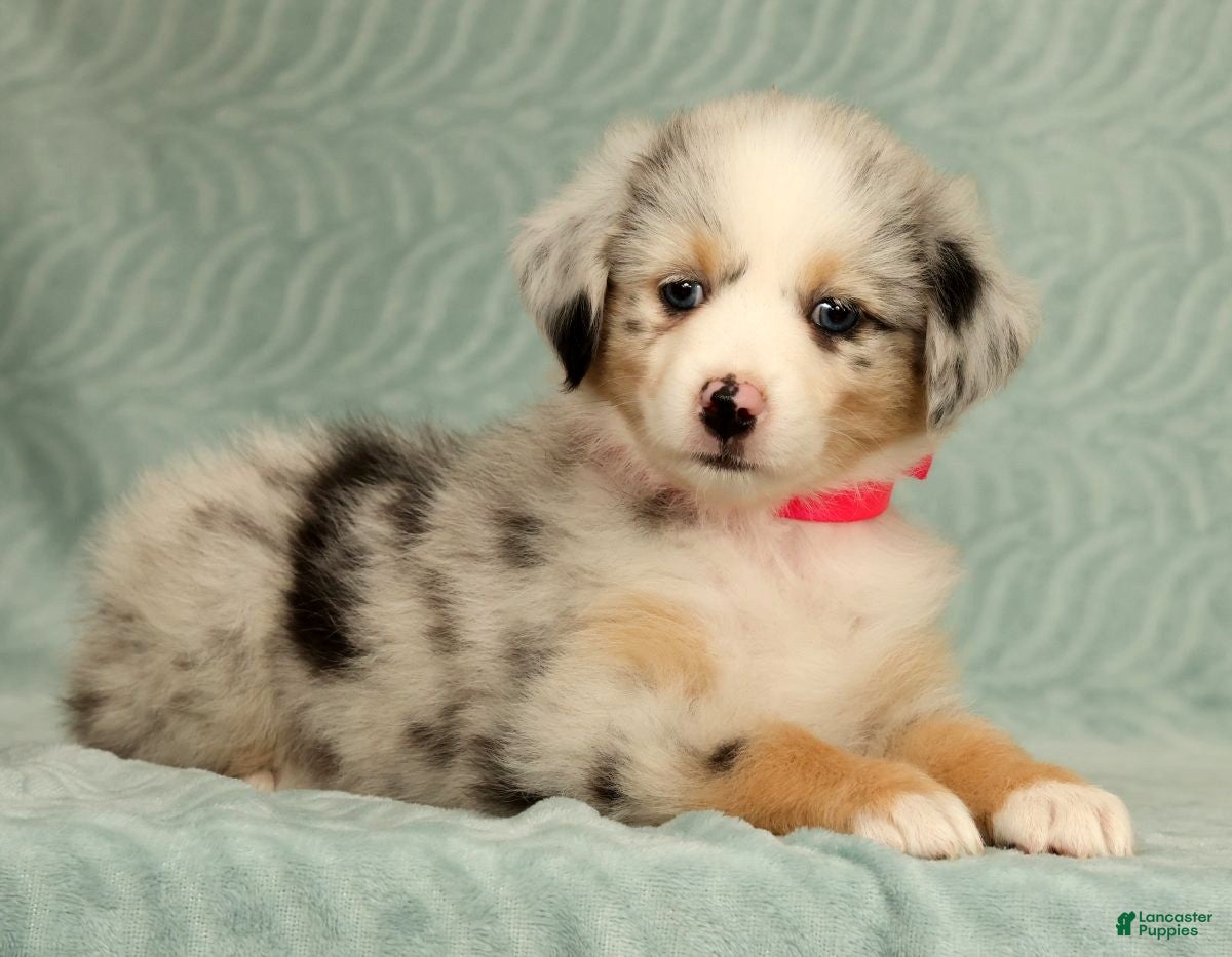 Australian Shepherd dogs Skye - Ad 1