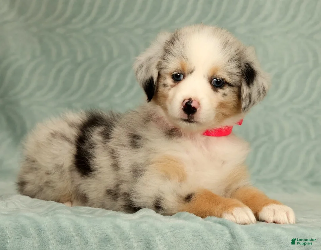 Australian Shepherd dogs for sale: Skye - Ad 1