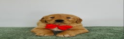 Golden Retriever dogs for sale: Duke - Ad 2