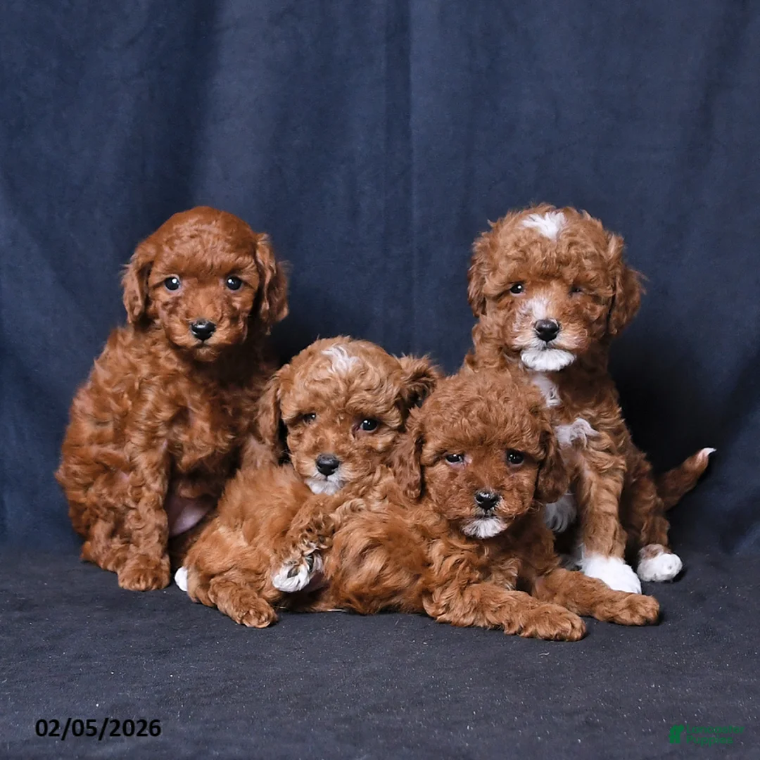 Toy Poodle dogs for sale: Rainbow - Ad 5