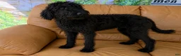 Labradoodle dogs for sale: Theo - Ad 2