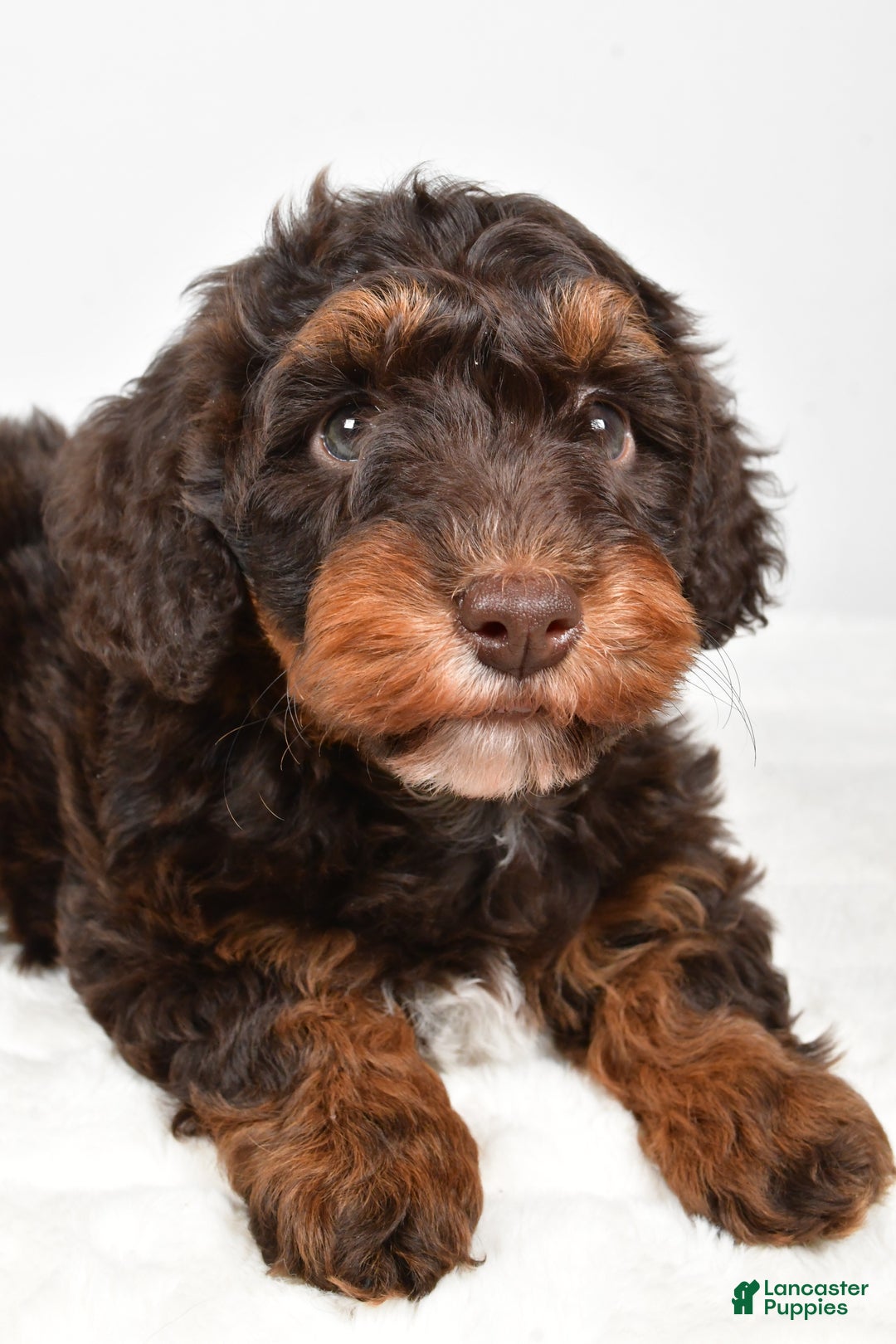 Mixed Breed dogs for sale: Star - Ad 11