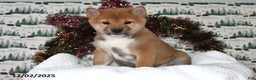 Shiba Inu dogs for sale: Milan - Ad 4