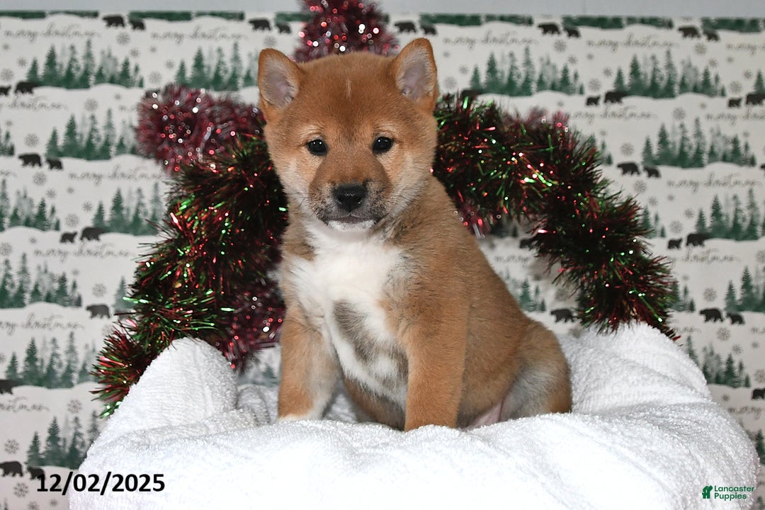 Shiba Inu dogs for sale: Milan - Ad 4