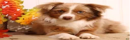 Toy Australian Shepherd dogs for sale: Indi red merle f - Ad 4