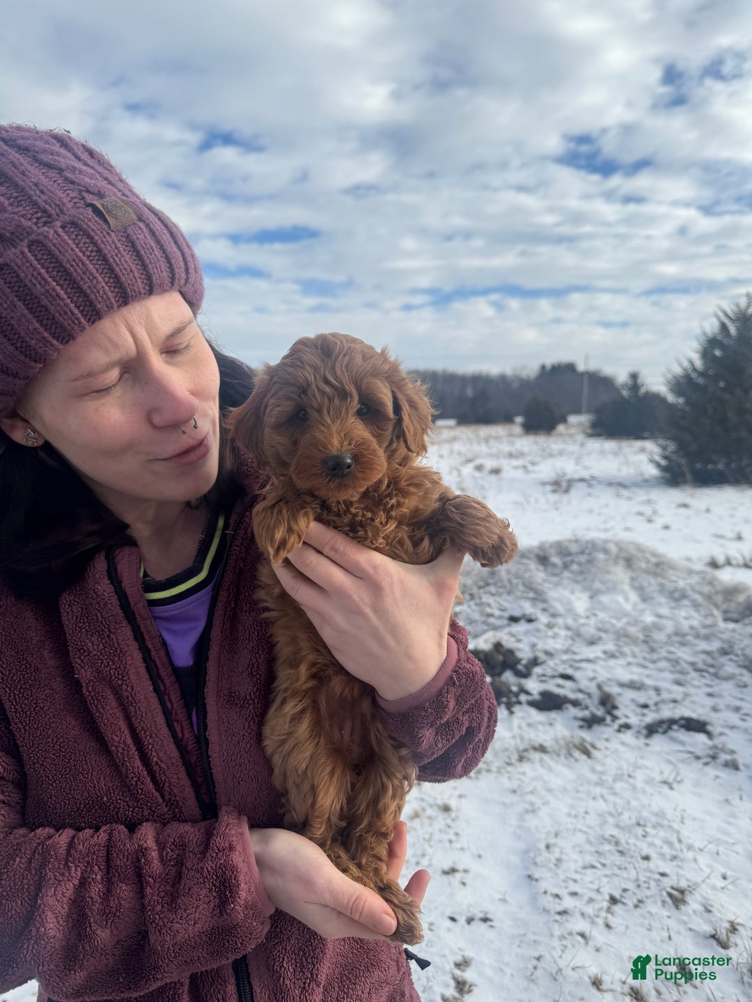 Mini Goldendoodle dogs for sale: Mini Goldendoodle Puppy 5 - Ad 2