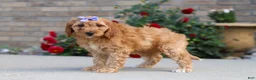 Miniature Labradoodle dogs for sale: Jasmine - Ad 3