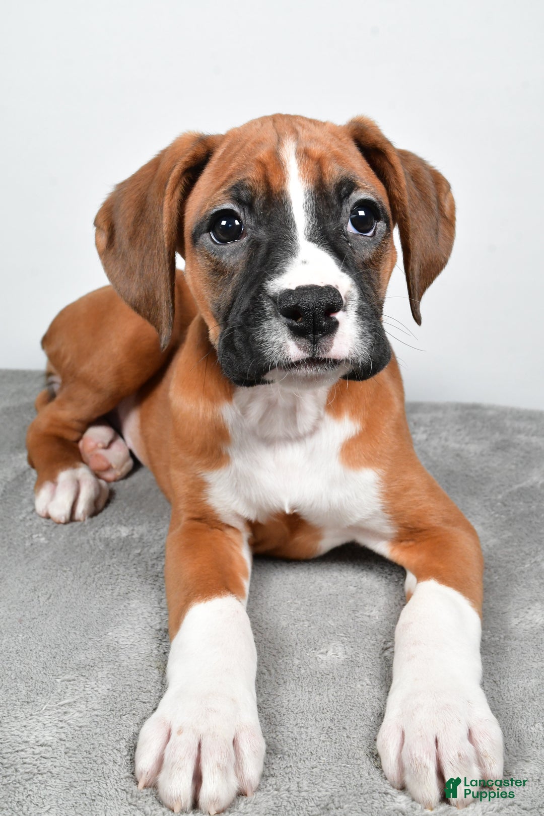 Boxer dogs for sale: Annie - Ad 2