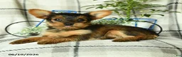 Yorkshire Terrier dogs for sale: Vekaya - Ad 5