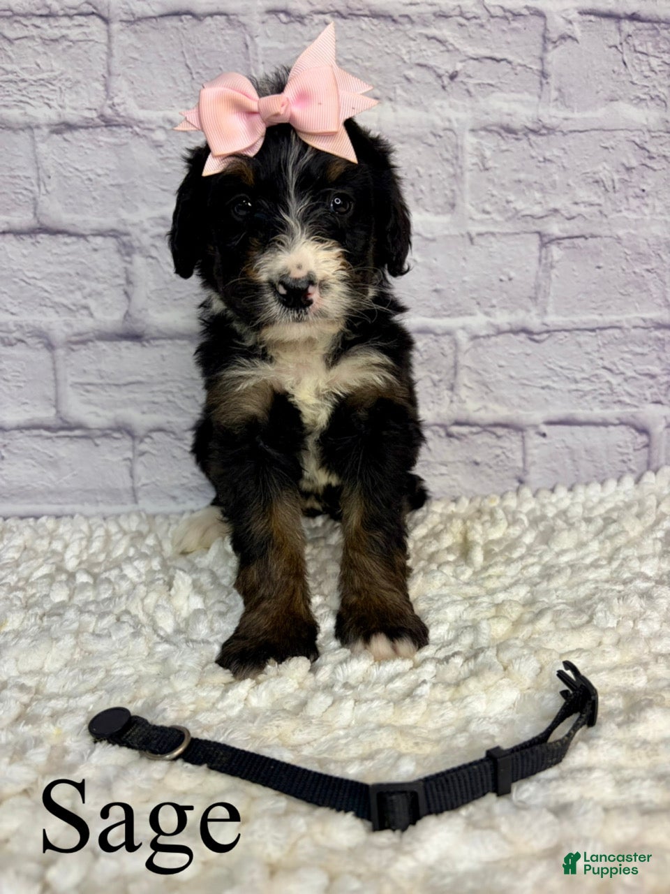 Bernedoodle dogs Sage- Standard F1 - Ad 24