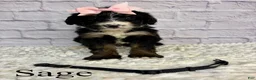 Bernedoodle dogs for sale: Sage- Standard F1 - Ad 2