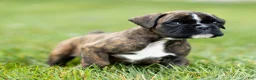 Boxer dogs for sale: Lucy Boxer Puppy  - Ad 9