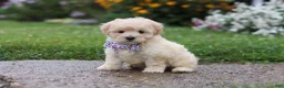 Mixed Breed dogs for sale: Riley - Ad 7