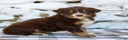 Australian Shepherd dogs for sale: Macy - Ad 4