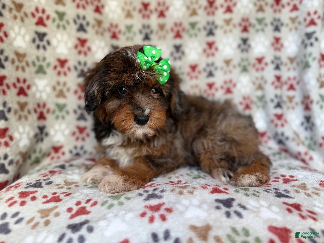 Mini Aussiedoodle dogs for sale: Lainey - Ad 3