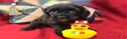 Cavapoo dogs for sale: Twink - Ad 19